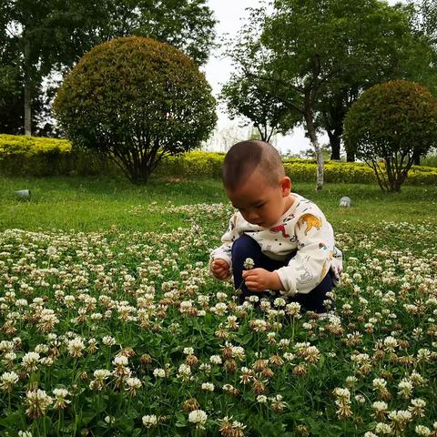 母亲节  团团采花送妈妈