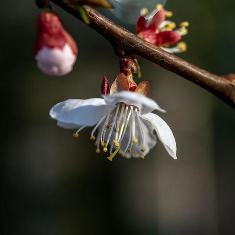 春风一夜桃花开