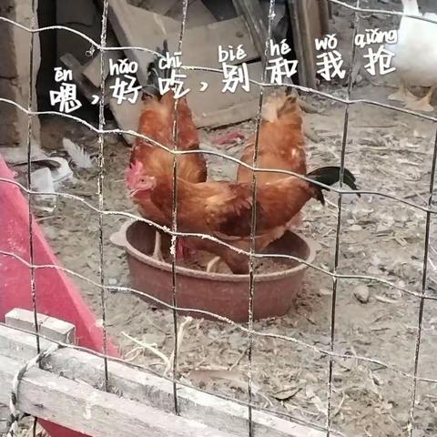 体验生活之小小饲养员——柳城小学104蓝跃杰同学 2023年“你好，暑假”莲君养成记