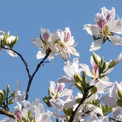 2022植树节“诗意春天 亲近自然 放飞心灵 ”主题活动