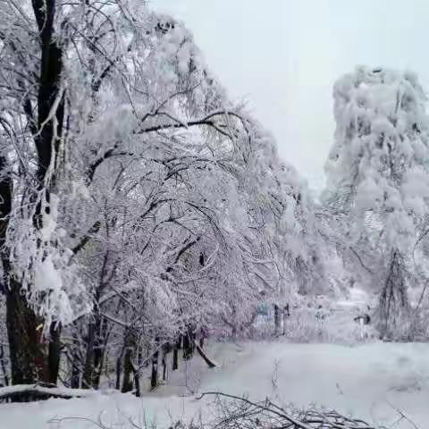 初雪❄️