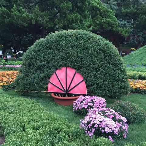 金秋时节，菊舞盛世20170927