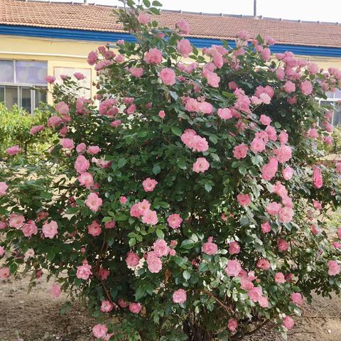 花开半夏溢芳菲，金色童年亮风采----蒋峪镇海尔希望小学一年级7班学生同桌留念