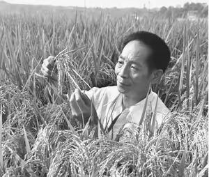 1973年：成功培育杂交水稻