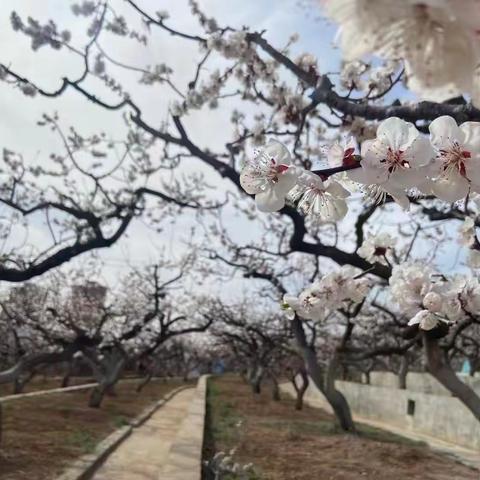 古韵墨香——大孤山杏梅花节有感