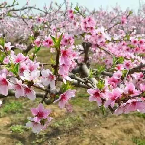 你赏花    我普法——宜阳县盐镇司法所送法下乡           桃花节上普法忙