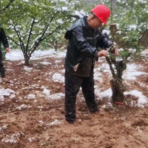 大雪冰冻倒春寒  水电抢修暖人心