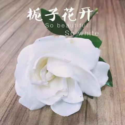 又闻栀子花香（小二班）