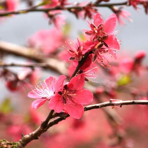 桃花看尽梨花来