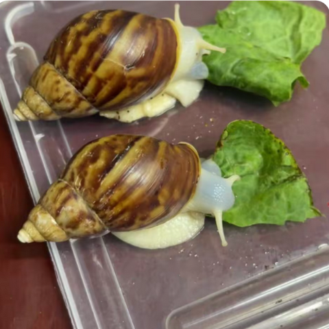 白玉蜗牛的家🐌