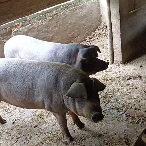 节省饲料的养猪方法