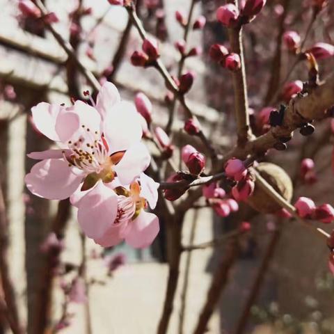 北四家乡学校停课不停学———病毒无情，音乐有爱！待春暖花开时，相约美丽校园行！