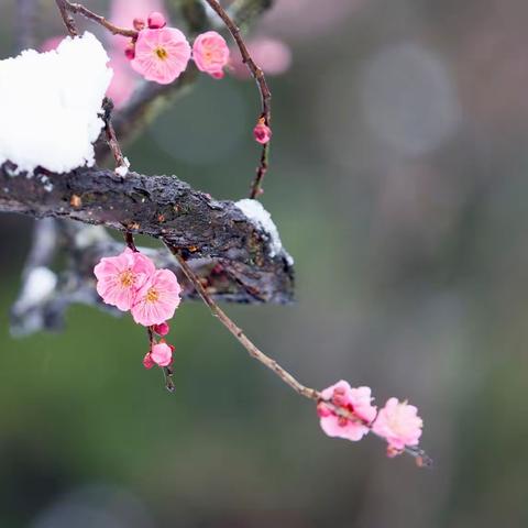 残雪新梅   蟠龙吐芳