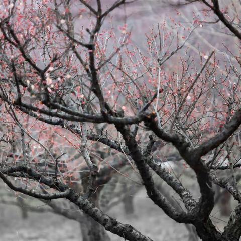 铮铮铁骨    笑傲群芳