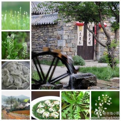 荠菜为人生