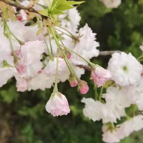 【种植活动】“燕归花开，‘植’此青绿”小一班种植活动小记