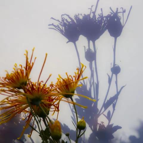 《重阳赏菊》