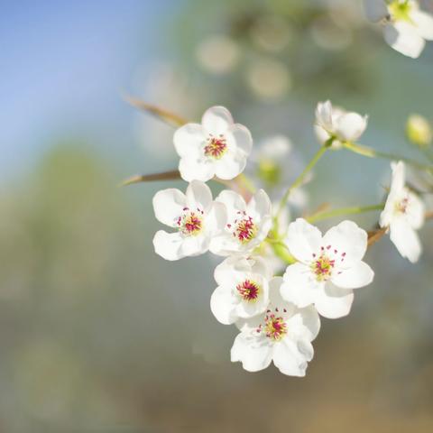 梨花开，梨花落