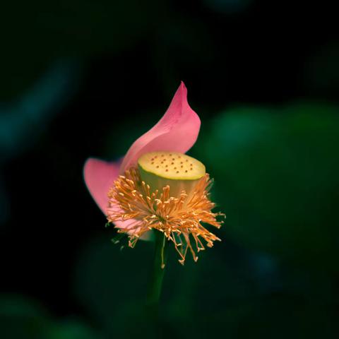 荷花的季节