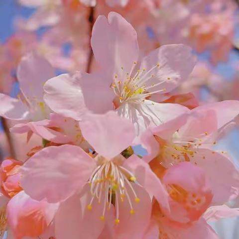 🌸春暖花开，好事正酿🌱