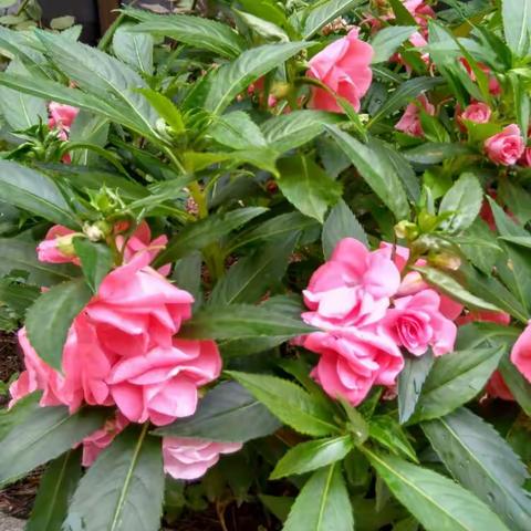 我的环保酵素试验田