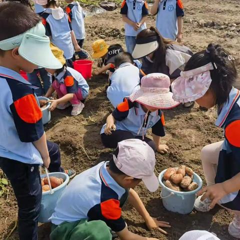 “呀！土豆🥔 ” ——昌河幼教中心中班劳动实践活动