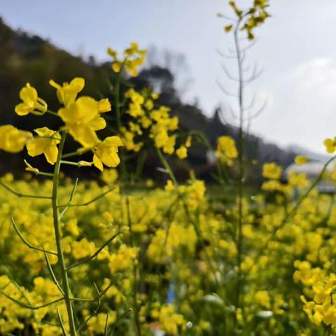 油菜花田中的童真时光——昌河幼教中心中大班“”寻找春天”活动