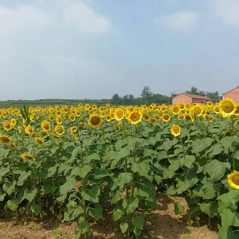 油葵花开迎客来，北耳风景独树彩