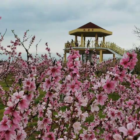 【杨门影将】桃花盛宴——永修县凤凰山桃花节掠影