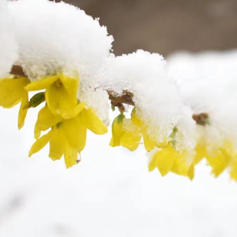 人间四月芳菲 骊城清明雪舞