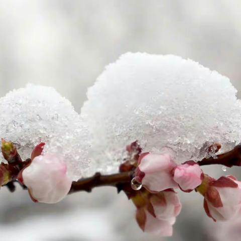 雪中花