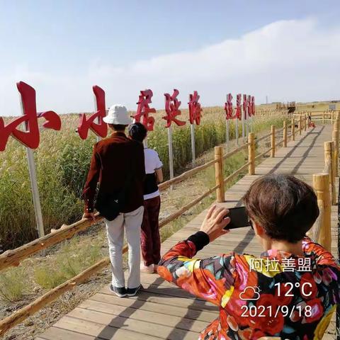 居延海，策克海关，胡杨树王