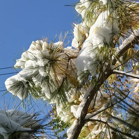 醉花阴——琼花