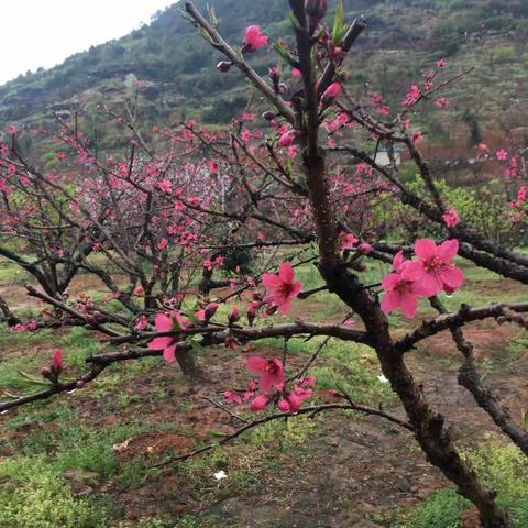 遇见花开，遇上美好。