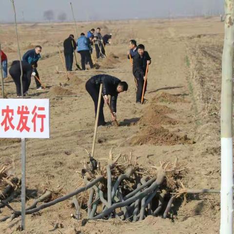 利津农发行组织参加植树活动