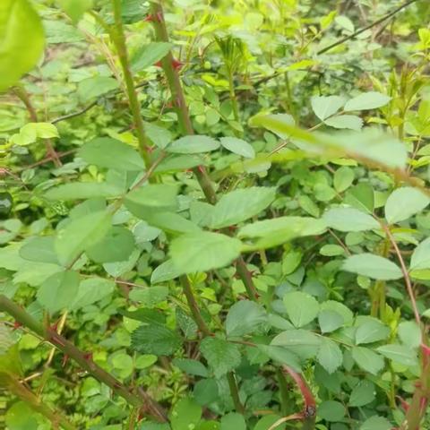 儿时的零食—刺嫩芽
