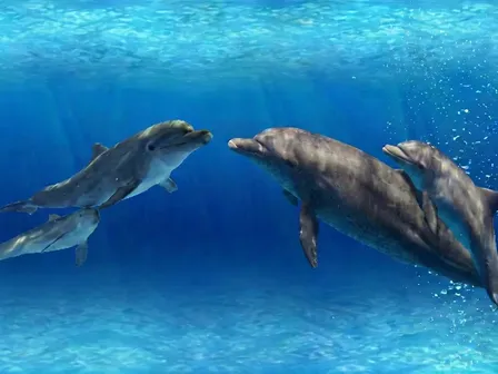 Dolphin Sunset Transition
